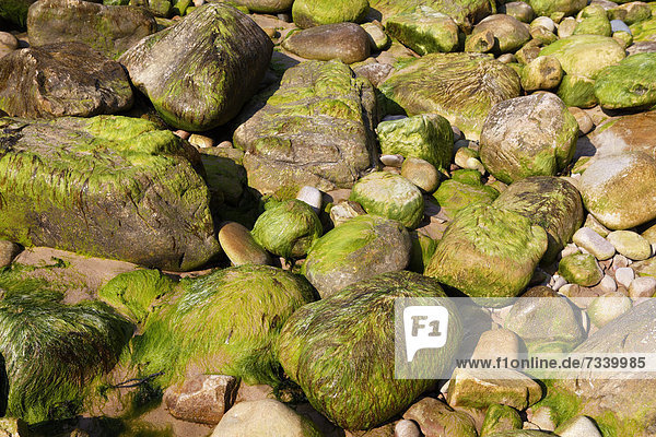 Algen und Felsen  Cap Frehel  CÙtes-d'Armor  Bretagne  Frankreich  Europa