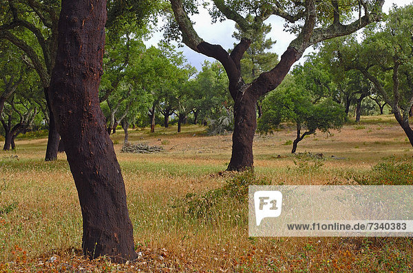 Korkeichen (Quercus suber)  …vora  Alentejo  Portugal  Europa