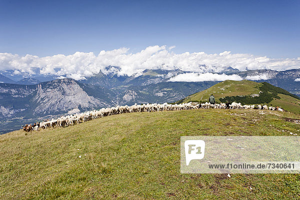 Schafherde  beim Aufstieg auf den Cornet  Trentino  Italien  Europa