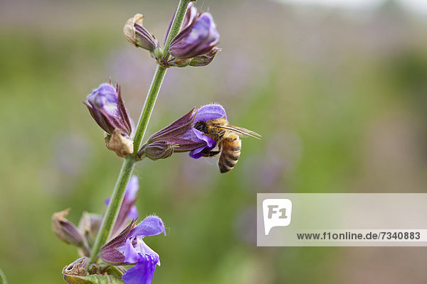 Violette Blüten des Salbei mit Honigbiene (Apis)  Echter Salbei (Salvia officinalis)  Heilpflanze des Jahres 2003