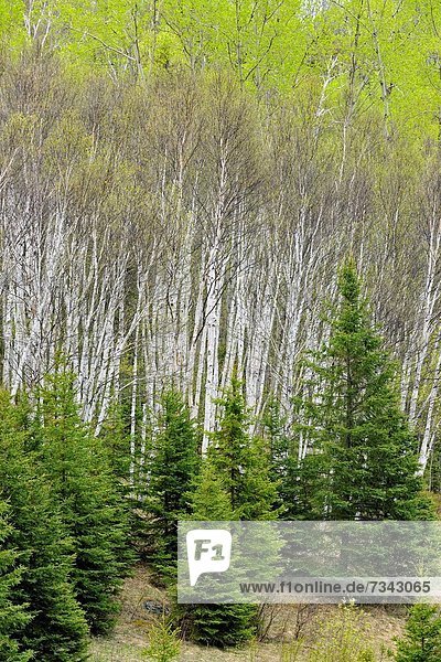 Espe Populus tremula Hügel Birke Fichte Kanada auftauchen Ontario