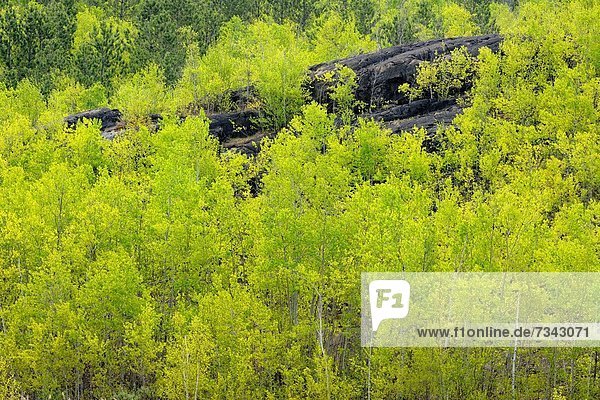 Espe Populus tremula Hügel Birke Greater Sudbury Kanada auftauchen Ontario