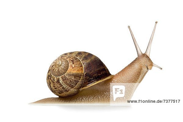 Close_up of a snail on a white background silhouette
