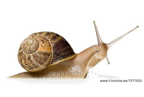 Close_up of a snail on a white background silhouette