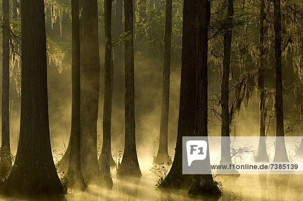 Trees in water with mist