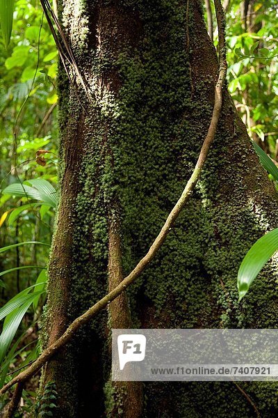 bedecken  Baum  Baumstamm  Stamm  Dominica  Moos