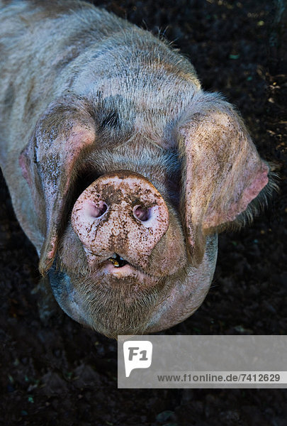 Nahaufnahme von Schweinen mit schlammiger Schnauze