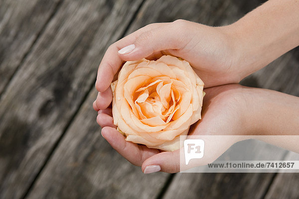 Woman cupping rose in hands