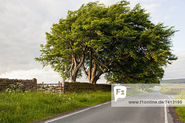 Baum mit Blick auf die Landstraße