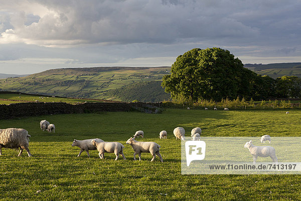 Schafe weiden auf grasbewachsenem Feld
