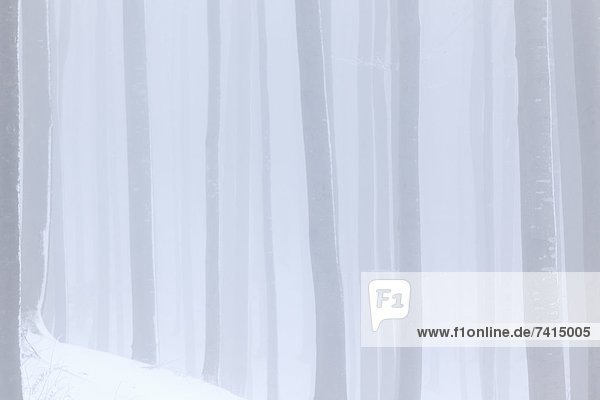 Misty winter forest at the Gaisberg Salzburg Austria
