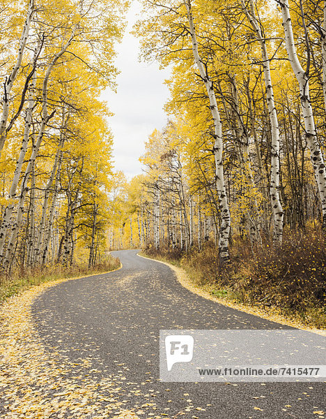 Road through forest in autumn