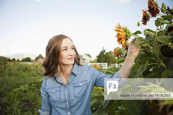 Portrait of young woman harvesting sunflowers