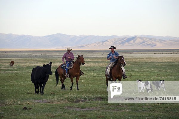 Two cowboys ride their horses with their dogs and a cow in their pasture on the Dalton Ranch in the Clover Valley  NV.