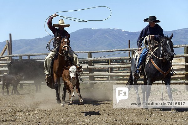 Cowboys rope a calf at a branding at the Ninety Six Ranch in Paradise Valley  NV.