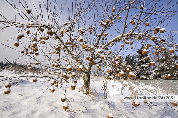 Winter  bedecken  Baum  Apfel  Kanada  Glasgow  neu  Prince Edward Island  Schnee