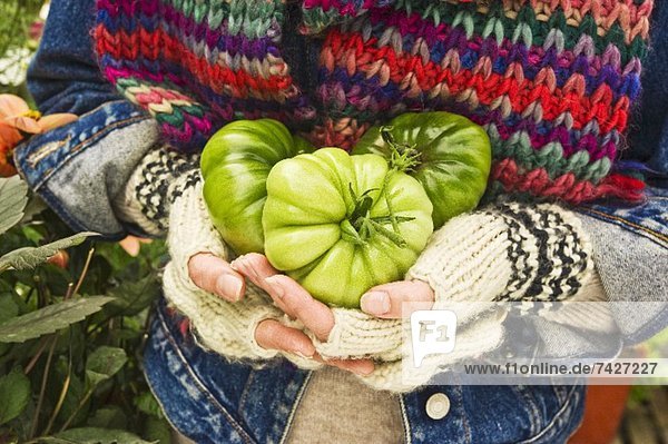 Hände halten drei grüne Tomaten (Sorte: Costoluto florentino)