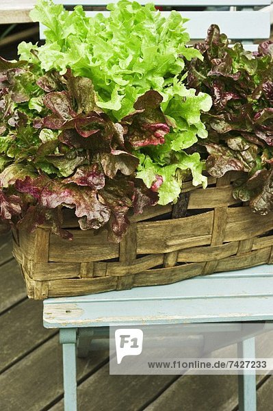 Salat wächst im Pflanzkorb auf der Terrasse