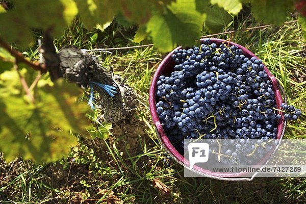Weinlese im Burgenland: Blaufränkische Trauben in Eimer