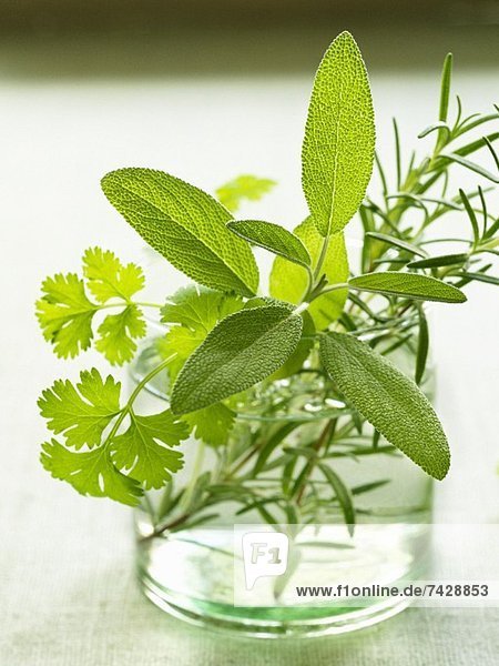 Sage  parsley and rosemary in a glass of water