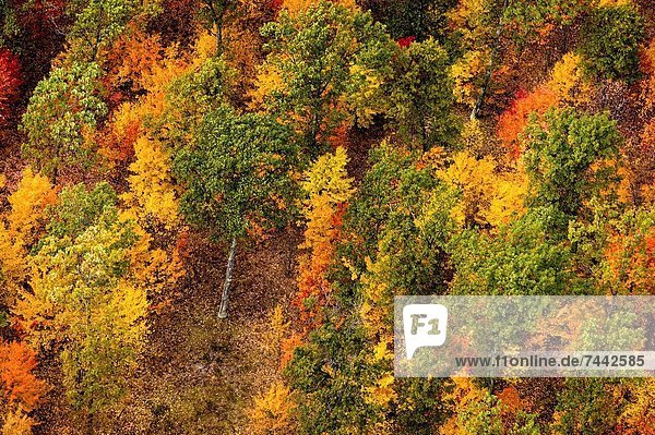 Vereinigte Staaten von Amerika  USA  Farbaufnahme  Farbe  Wald  Ansicht  Huronsee  Lake Huron  Luftbild  Fernsehantenne  Michigan