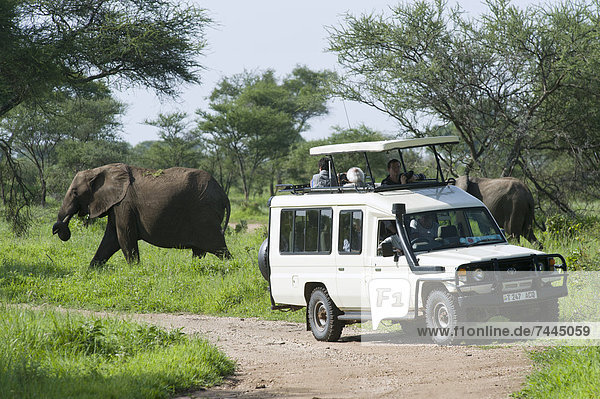 Touristen beobachten afrikanische Elefanten  Loxodonta africana  Tarangire-Nationalpark  Tansania  Afrika