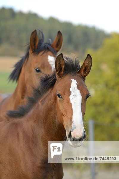 Zwei Pferde  Portrait