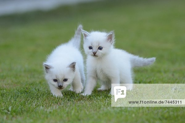 Zwei junge Birma-Katzen auf dem Rasen