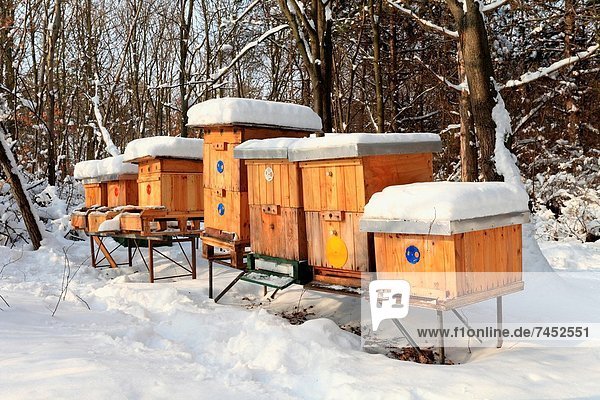 Apiary with wooden beehives on a sunny winter day  Male Karpaty  Slovakia
