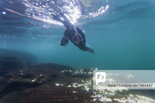 Unterwasseraufnahme  Jagd  Kormoran  Ecuador  flugunfähig  Galapagosinseln  Südamerika