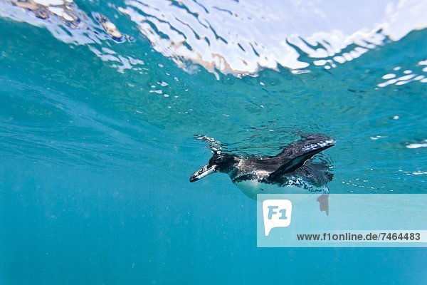 Adult Galapagos penguin (Spheniscus mendiculus) underwater  Bartolome Island  Galapagos Islands  Ecuador  South America