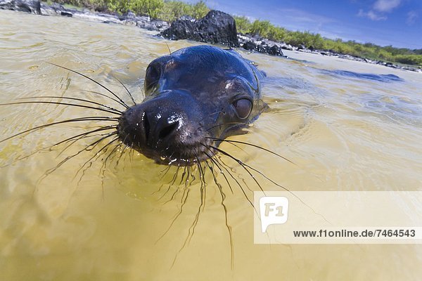 Löwe Panthera leo Meer Welpe UNESCO-Welterbe Galapagosinseln Ecuador Südamerika