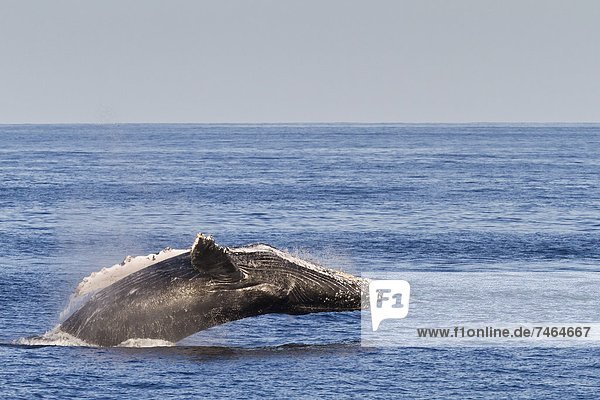 Meer  Nordamerika  Mexiko  Erwachsener  Kalifornien  Wal