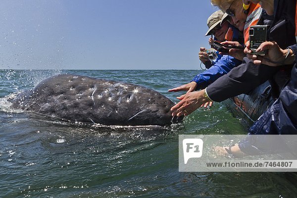 grau Begeisterung Nordamerika Mexiko beobachten Kalifornien Wal