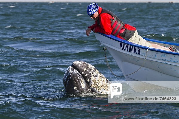 California gray whale (Eschrichtius robustus) and whale watcher on boat  San Ignacio Lagoon  Baja California Sur  Mexico  North America