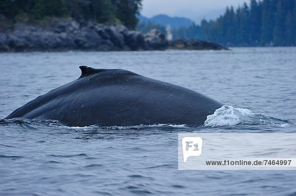 Nordamerika  Pazifischer Ozean  Pazifik  Stiller Ozean  Großer Ozean  British Columbia  Kanada  Great Bear Rainforest  Wal