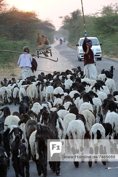 Shepherd herding his sheep  Gujarat  India  Asia
