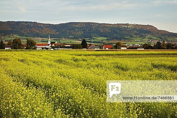 Canola field  Aixheim village and Klippeneck in the background  Schwarzwald-Baar  Baden-Wurttemberg  Germany  Europe