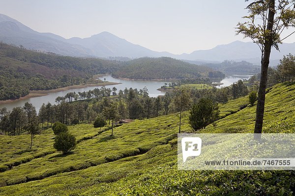 nahe  Plantage  Asien  Indien  Kerala  Stausee  Tee