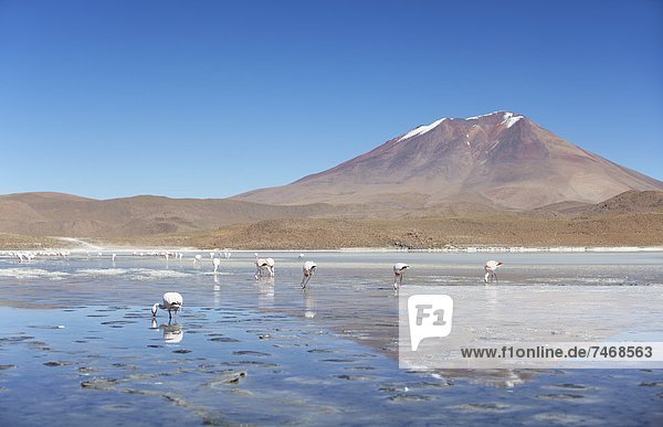 Flamingoes at Laguna Adeyonda on Altiplano  Potosi Department  Bolivia  South America