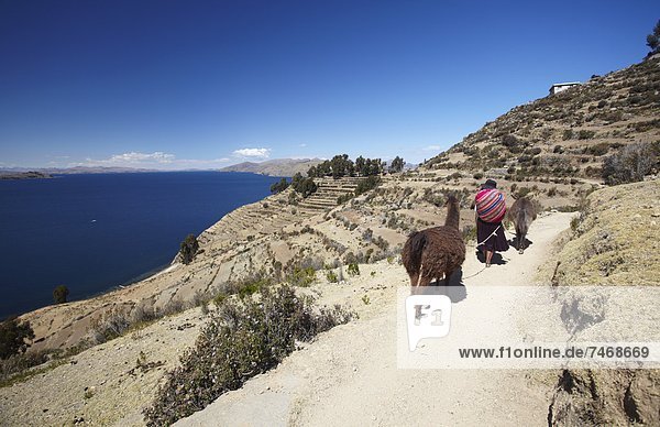 Woman walking llamas along path  Isla del Sol (Island of the Sun)  Lake Titicaca  Bolivia  South America