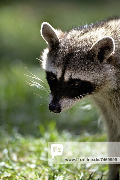 Portrait of common raccoon (Procyon lotor)  Bearizona Wildlife Park  Williams  Arizona  United States of America  North America