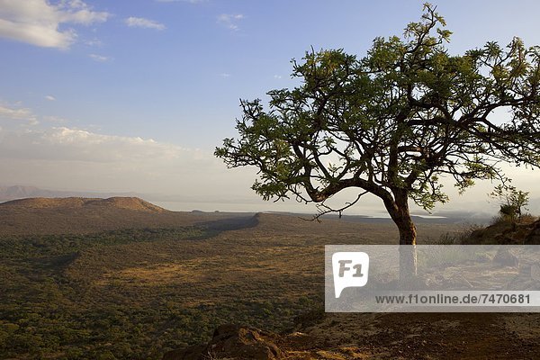 Nechisar National Park  Arba Minch (Arba Migie)  Rift Valley region  Ethiopia  Africa