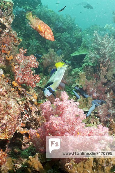 Emperor Angelfish (Pomacanthus imperator)  Coral Hind (cephalopholis)  Southern Thailand  Andaman Sea  Indian Ocean  Asia