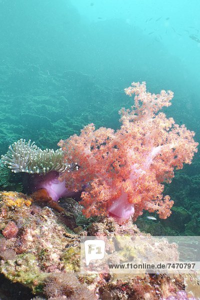 Andamanensee  Andamanisches Meer  Asien  Indischer Ozean  Indik  Weichkoralle