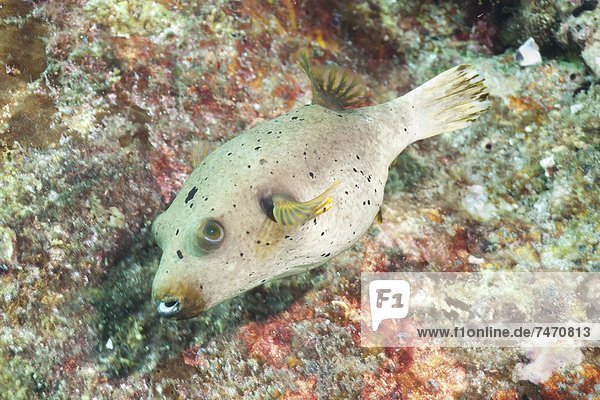 Puffer Fish (Tetraodontidae)  Southern Thailand  Andaman Sea  Indian Ocean  Asia