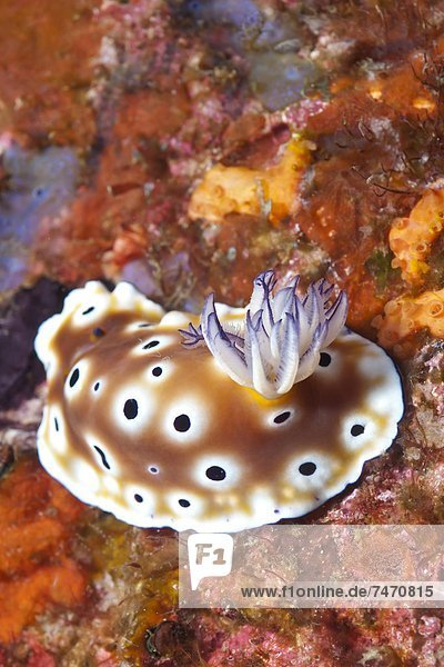 Nudibranch (Risbecia tryoni)  Southern Thailand  Andaman Sea  Indian Ocean  Asia
