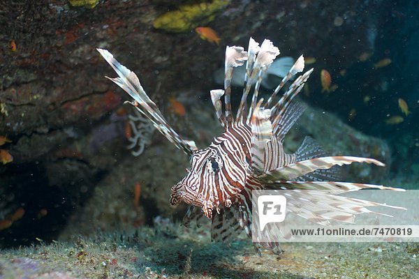 Scorpionfish (common lionfish) (Pterois miles)  Southern Thailand  Andaman Sea  Indian Ocean  Asia