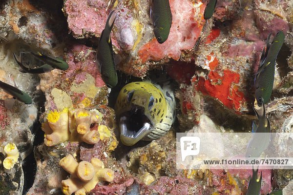 Spot-face moray (Gymnothorax fimbriatus)  Southern Thailand  Andaman Sea  Indian Ocean  Asia