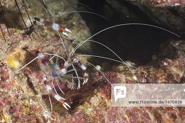 Banded boxer shrimp (Stenopus tenuirostris)  Southern Thailand  Andaman Sea  Indian Ocean  Asia